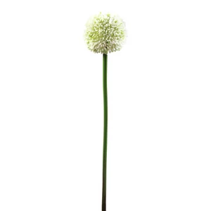 EUROPALMS Allium spray, artificial, cream, 55cm EUROPALMS Allium spray, artificial, cream, 55cm