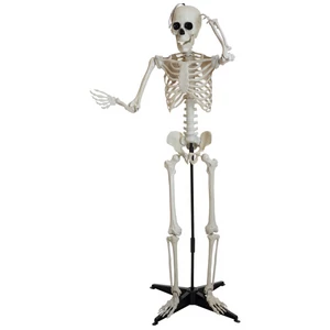 EUROPALMS Halloween Skeleton, standing, 150 cm