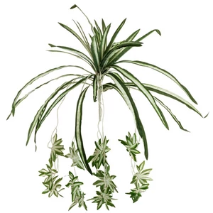 EUROPALMS Spider plant, artificial, 60cm