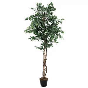 EUROPALMS Variegated Ficus, artificial plant, 180cm EUROPALMS Variegated Ficus, artificial plant, 180cm
