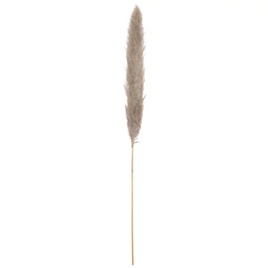 JOLIPA Pampas Grass Branch, dried, natural, 137cm