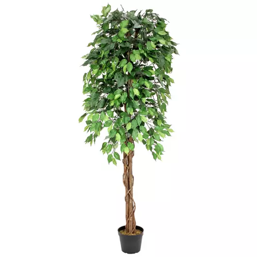 EUROPALMS Ficus Tree Multi-Trunk, artificial plant, 180cm