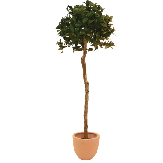 EUROPALMS Laurel ball tree, artificial plant, 180cm