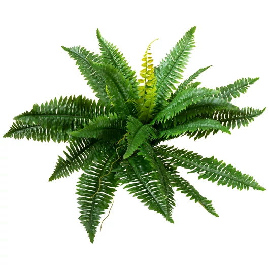 EUROPALMS Boston Fern, artificial plant,53cm