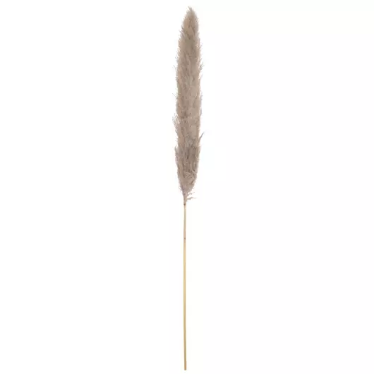 JOLIPA Pampas Grass Branch, dried, natural, 137cm