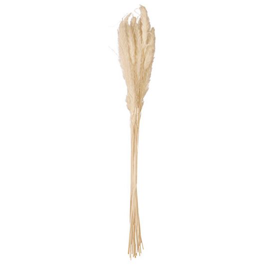 JOLIPA Pampas Grass Straw Bunch, dried, natur, 75cm