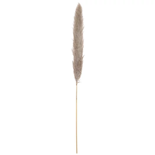 JOLIPA Pampas Grass Branch, dried, natural, 137cm