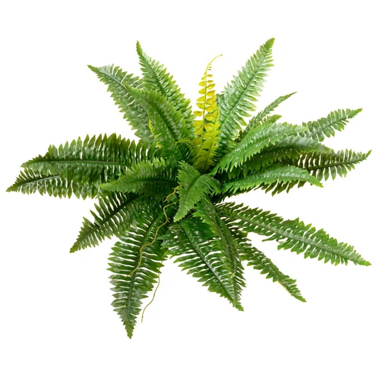 EUROPALMS Boston Fern, artificial plant,53cm