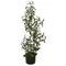 EUROPALMS Olive tree, artificial plant, 90 cm