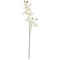 EUROPALMS Orchid branch, artificial, cream-white, 100cm