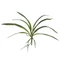 EUROPALMS Orchid leaf (EVA), arificial, green, 45cm