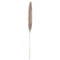 JOLIPA Pampas Grass Branch, dried, natural, 137cm
