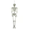 EUROPALMS Halloween Skeleton, 150 cm
