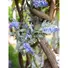 Kép 4/4 - EUROPALMS Flowering Garland, artificial, blue, 180cm