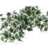 Kép 2/3 - EUROPALMS Holland ivy bush tendril classic, artificial, 100cm