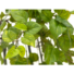 Kép 3/4 - EUROPALMS Pothos bush tendril premium, artificial, 170cm