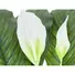 Kép 2/2 - EUROPALMS Spathiphyllum deluxe, artificial, 83cm