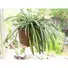 Kép 3/4 - EUROPALMS Spider plant, artificial, 60cm