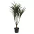 Kép 1/2 - EUROPALMS Dracena, green-red, artificial,  90cm