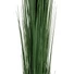 Kép 2/3 - EUROPALMS Reed grass, dark green, artificial,  127cm