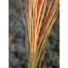 Kép 4/4 - EUROPALMS Reed grass, light brown, artificial,  127cm