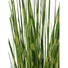 Kép 2/3 - EUROPALMS Zebra grass, artificial, 90cm