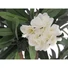 Kép 2/2 - EUROPALMS Oleander tree, artificial plant, white, 120 cm