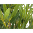 Kép 2/3 - EUROPALMS Bamboo deluxe, artificial plant, 180cm