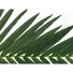 Kép 3/3 - EUROPALMS Coconut king palm branch, artificial, 150cm