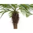 Kép 3/4 - EUROPALMS Phoenix palm tree luxor curved, artificial plant, 240cm