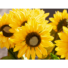 Kép 5/5 - EUROPALMS Sunflower, artificial plant, 70cm