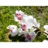 Kép 3/5 - EUROPALMS Cymbidium branch, artificial, white-pink, 90cm