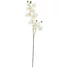 Kép 1/4 - EUROPALMS Orchid branch, artificial, cream-white, 100cm