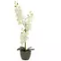 Kép 1/5 - EUROPALMS Orchid, artificial plant, cream, 80cm