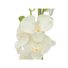 Kép 2/5 - EUROPALMS Orchid, artificial plant, cream, 80cm