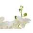 Kép 3/5 - EUROPALMS Orchid, artificial plant, cream, 80cm