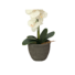 Kép 4/5 - EUROPALMS Orchid, artificial plant, cream, 80cm