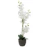 Kép 1/5 - EUROPALMS Orchid, artificial plant, white, 80cm