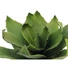 Kép 2/4 - EUROPALMS Agave (EVA), artificial, green, 35cm