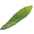 Kép 3/3 - EUROPALMS Aloe leaf (EVA), artificial, green, 60cm