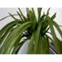 Kép 5/5 - EUROPALMS Sea grass (EVA), artificial, green