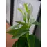 Kép 3/5 - EUROPALMS Mini Calla, artificial plant, white, 43cm