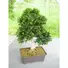 Kép 2/5 - EUROPALMS Bonsai, artificial plant, 61 cm