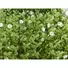 Kép 4/4 - EUROPALMS Grass mat, artificial, green-white, 25x25cm