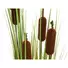 Kép 4/5 - EUROPALMS Bulrush, alrtificial plant, 150cm