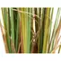 Kép 5/5 - EUROPALMS Bulrush, alrtificial plant, 150cm