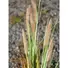 Kép 3/5 - EUROPALMS Fountain grass, artificial, 120cm