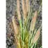 Kép 4/5 - EUROPALMS Fountain grass, artificial, 120cm