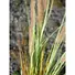 Kép 5/5 - EUROPALMS Fountain grass, artificial, 120cm