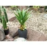 Kép 3/5 - EUROPALMS Agave plant with pot, artificial plant, 75cm